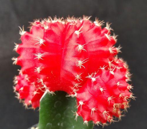 Red Grafted Moon Cactus - Gymnocalycium mihanovichii Hibotan