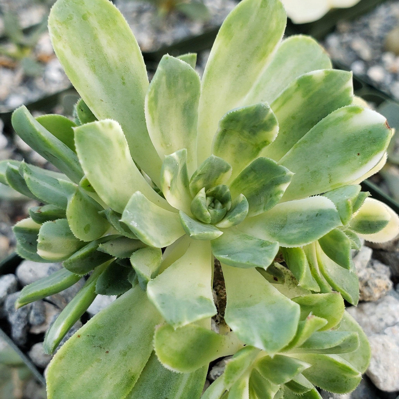 Aeonium castello paivae variegata Suncup