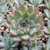 Echeveria pulidonis