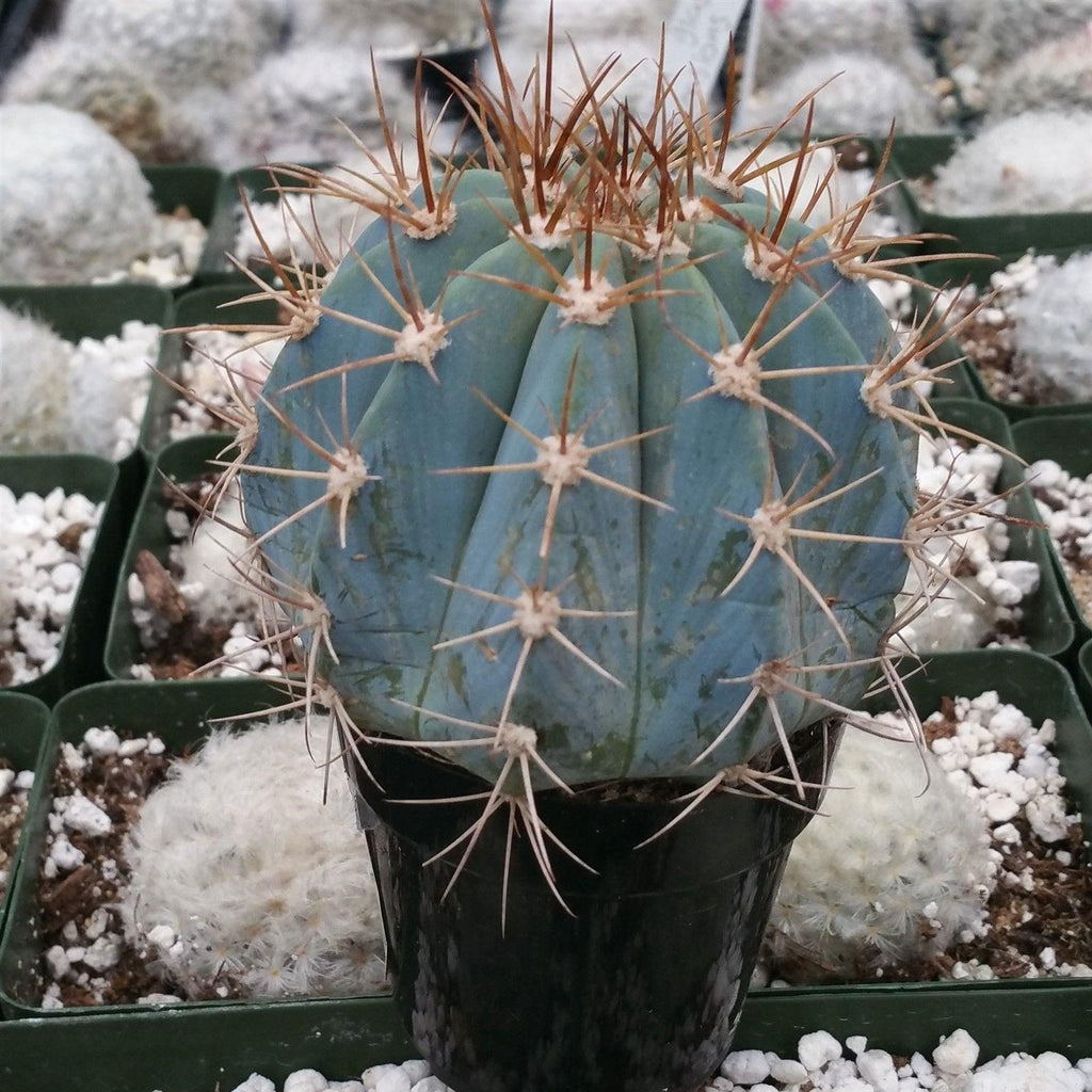 Melocactus azureus