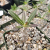 Pachypodium horombense