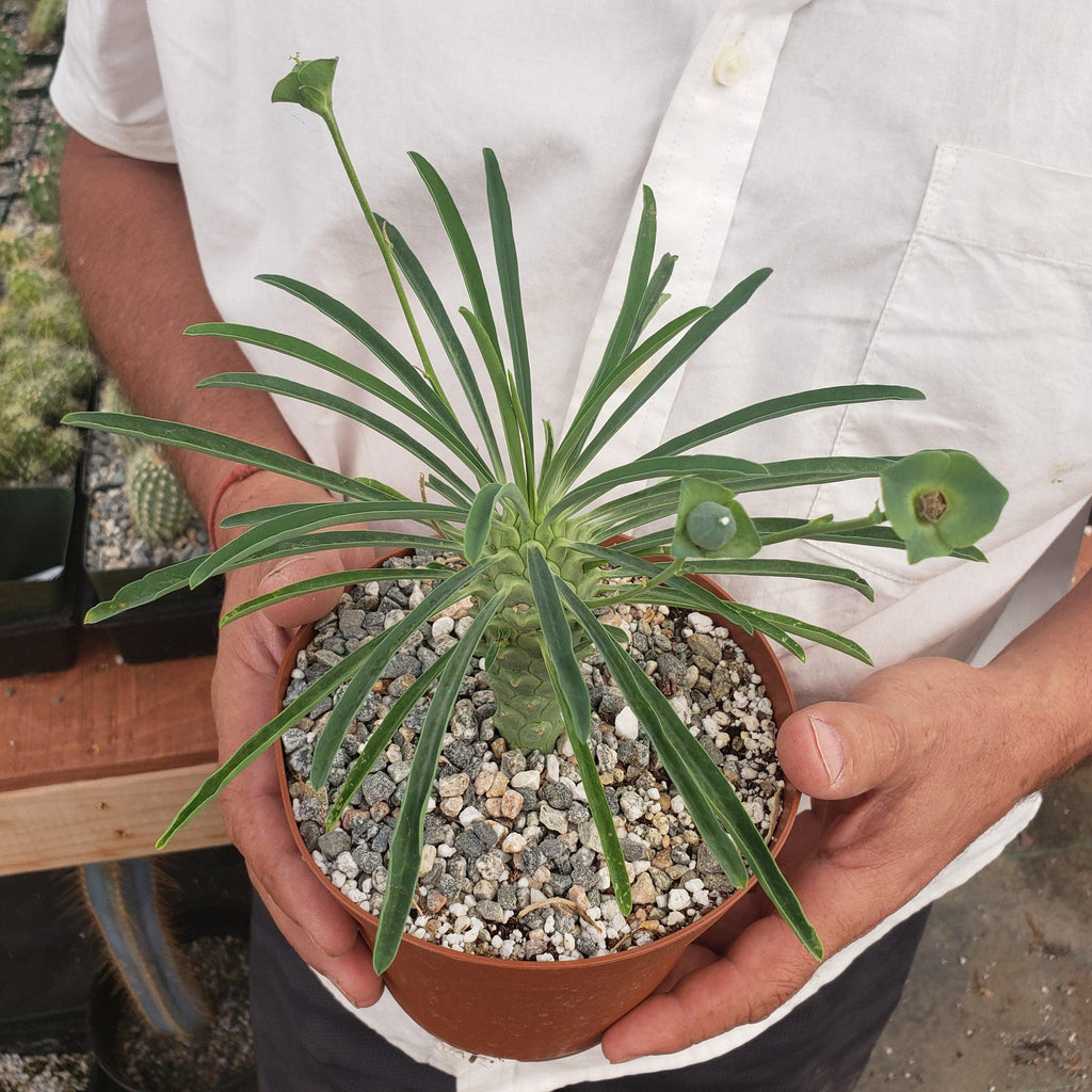 Euphorbia pubiglans large