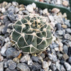 Gymnocalycium stellatum asterium