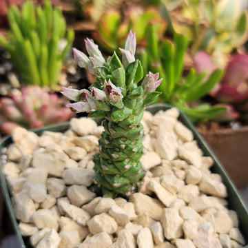 succulent perennial Monadenium stapelioides 4" Pot
