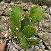 Brazilian Prickly Pear - Opuntia argentiniana