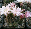 Gymnocalycium bruchii