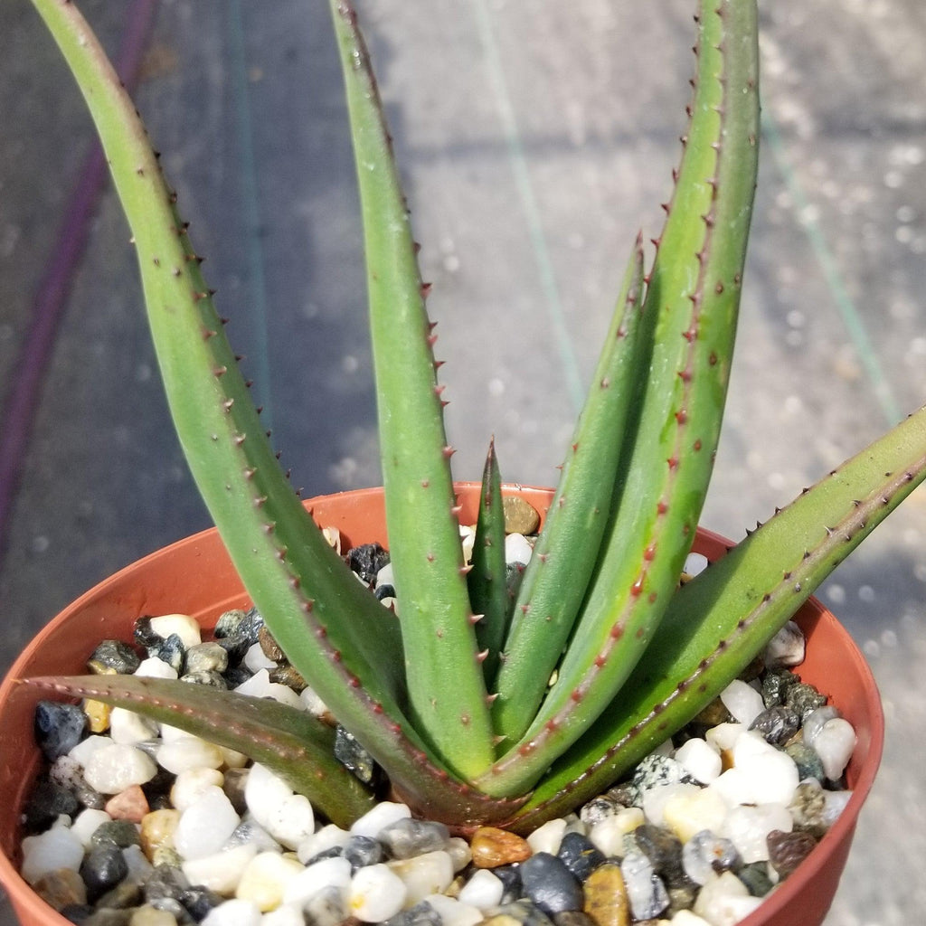Aloe wickensii