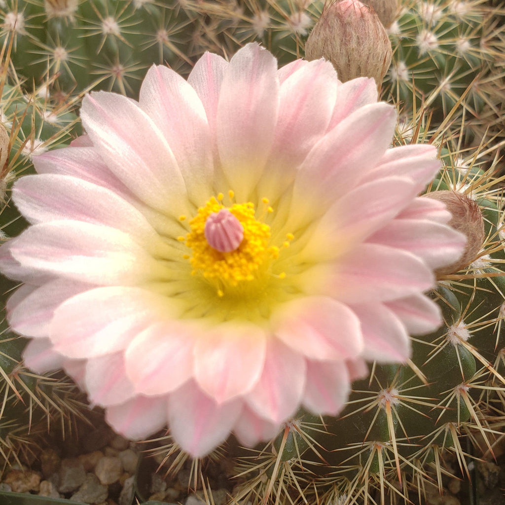 Notocactus roseoluteus