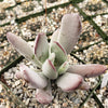 Cotyledon white sprite