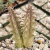 Huernia thuretii