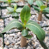 Adenium Obesum Shada