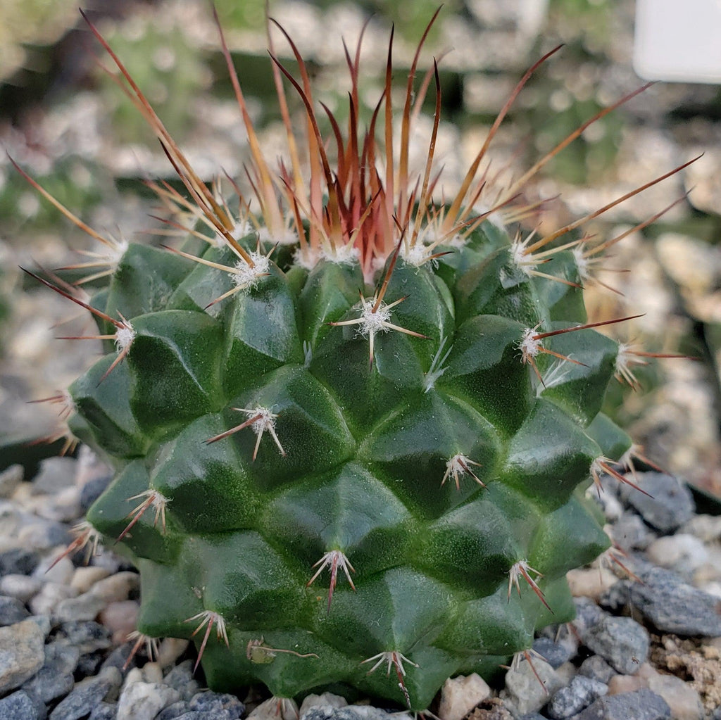 Mammillaria tlayecac