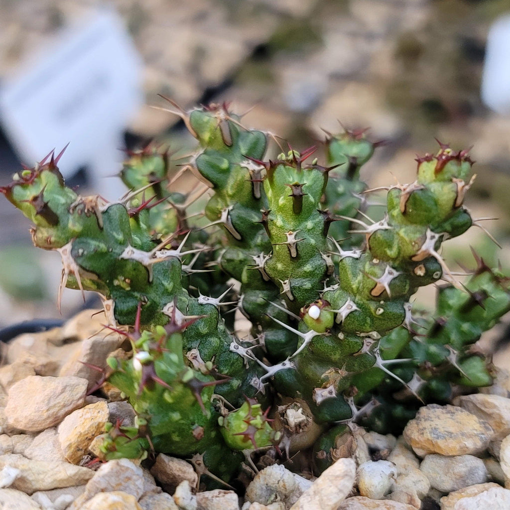 Euphorbia lenewtonii