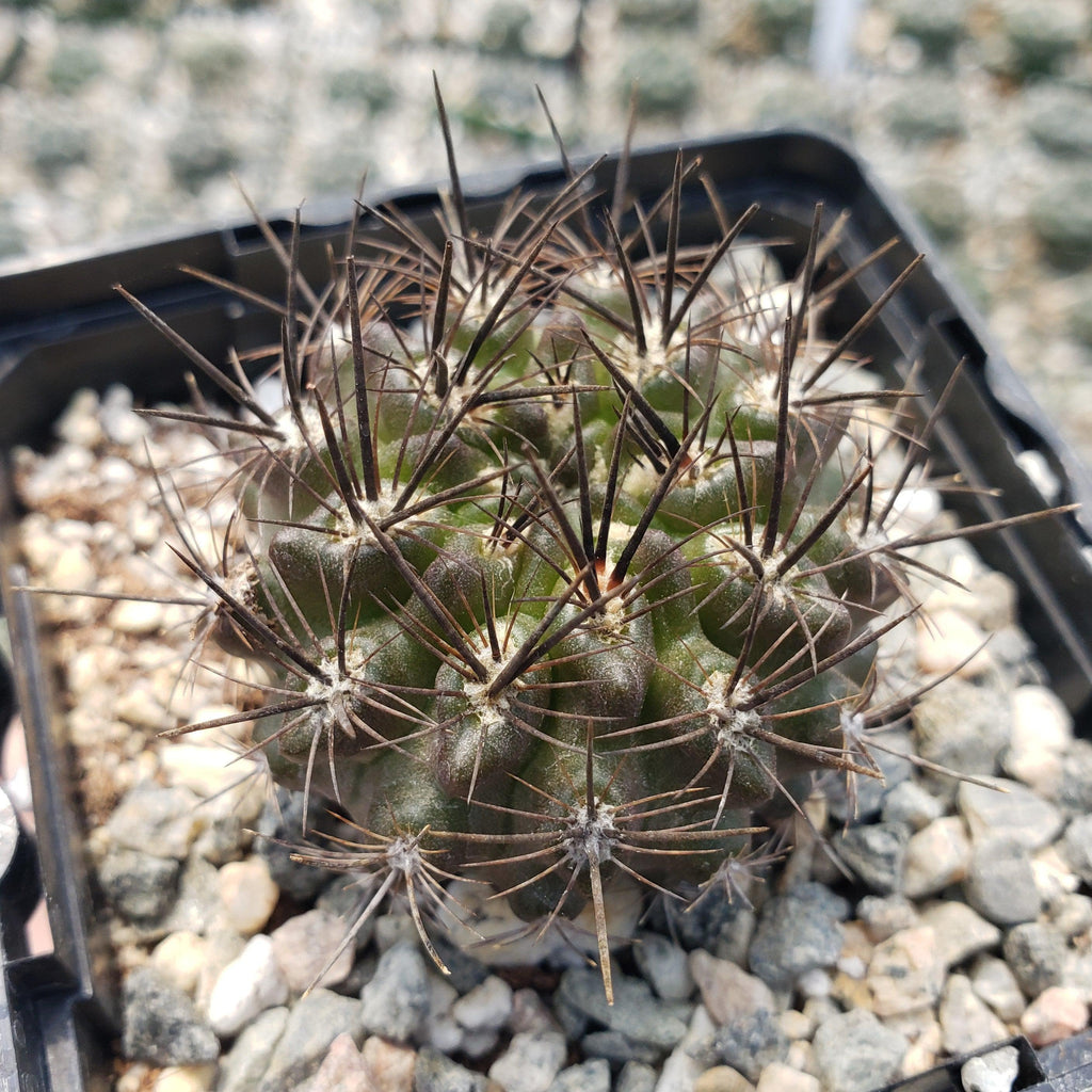 Neoporteria Violaciflora