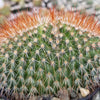 Mammillaeria Spinosissima Cristata