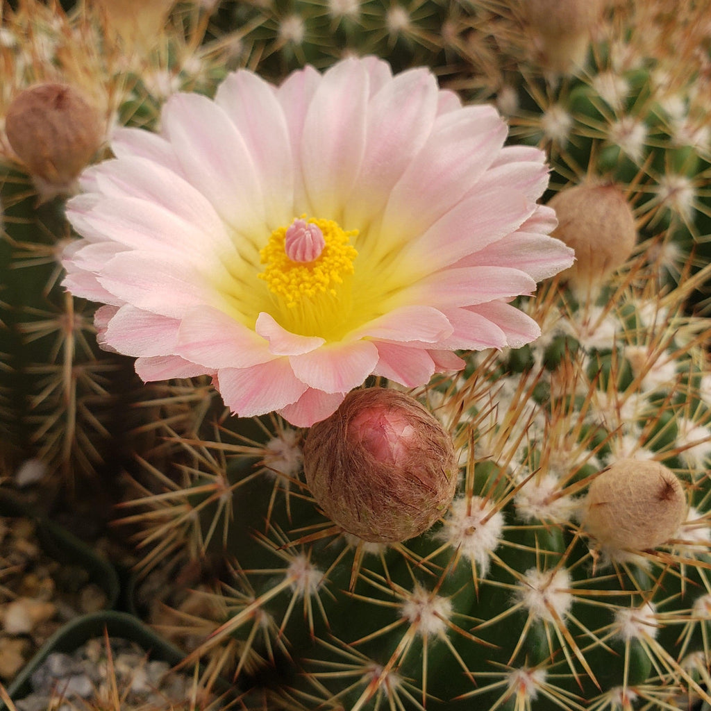 Notocactus roseoluteus