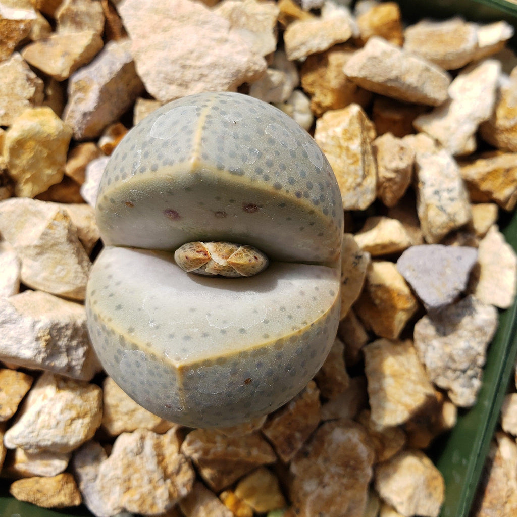 Dinteranthus wilmottianus