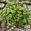 aeonium bethencourtianum