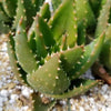 Golden Toothed Aloe - Aloe nobilis