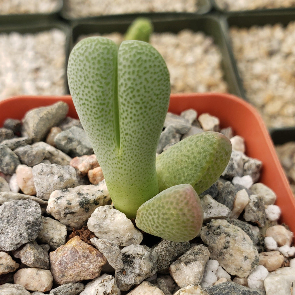 Cheiridopsis speciosa