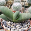 Gasteria glomerata