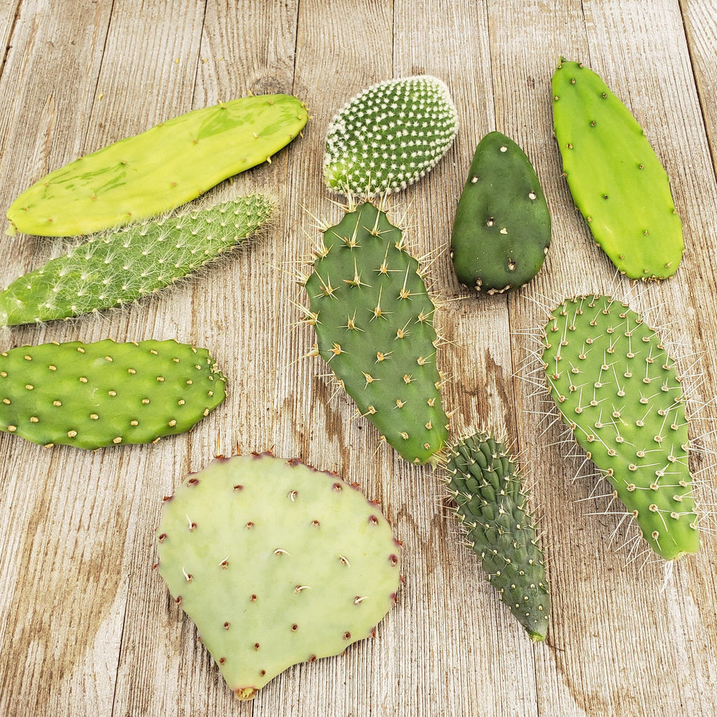 Opuntia pad 3 assorted cuttings