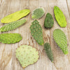 Opuntia pad 9 assorted cuttings