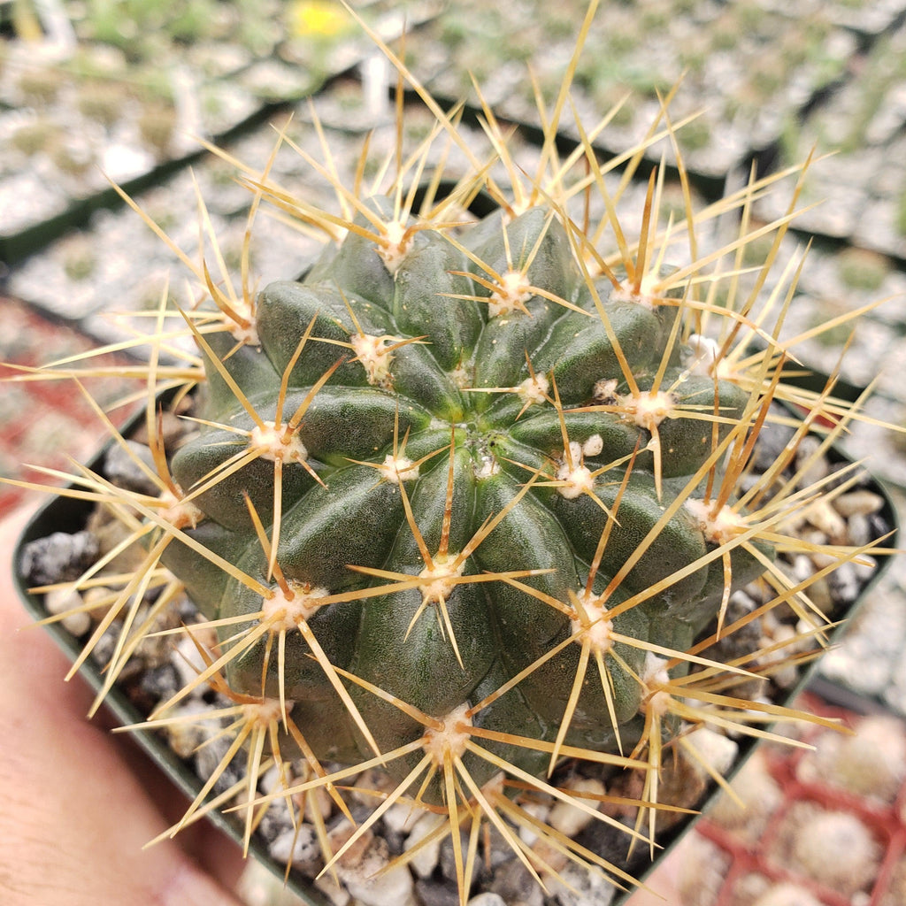 Lobivia Echinopsis maximiliana charazanensis
