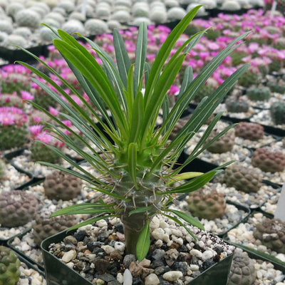 Madagascar Palm Plant - Pachypodium lamerei - 3