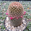 Mammillaria matudae