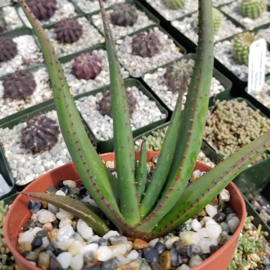 Aloe wickensii