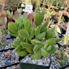 Cotyledon Ladismithiensis