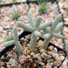 Cylindropuntia ramosissima