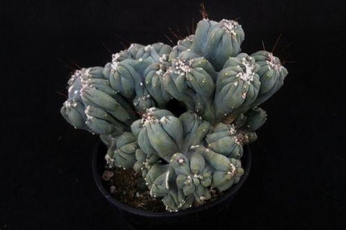 Cereus forbesii monstrose &