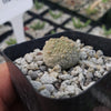 Pseudolithos harardheranus