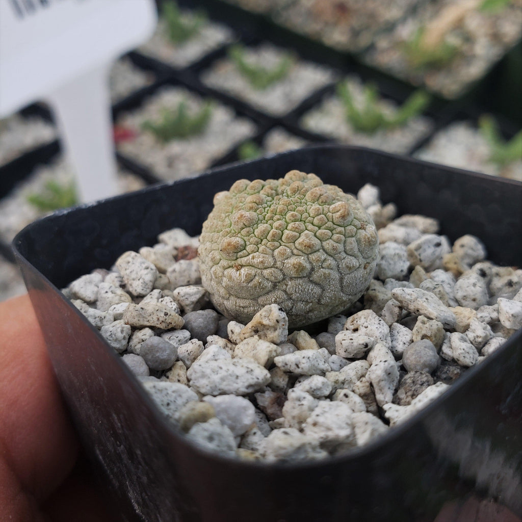 Pseudolithos harardheranus