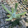 Dudleya pachyphytum