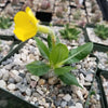 Pachypodium brevicaule