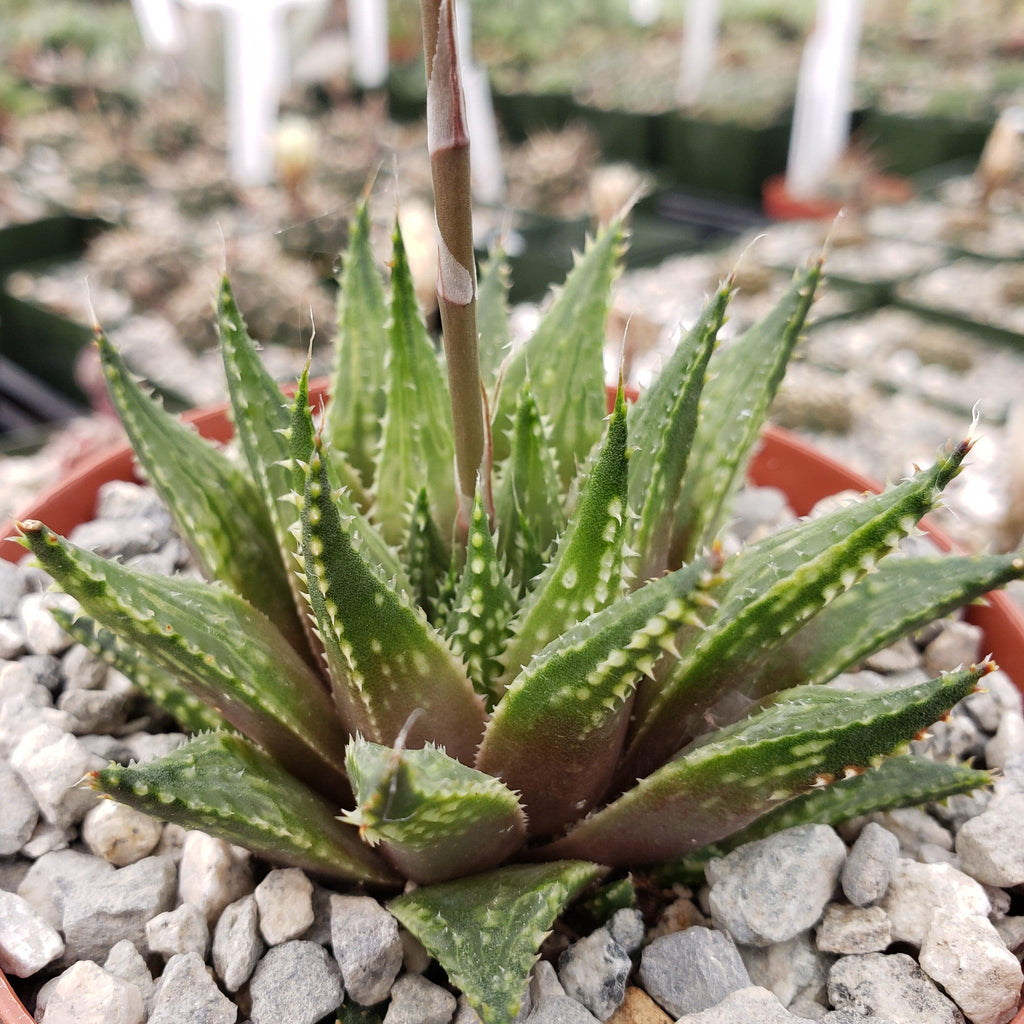 Haworthia guttata
