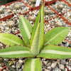 Agave lophantha splendida – Center Stripe Agave