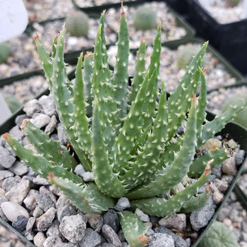 Aloe Humilis 4