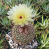 Common Ball Cactus - Parodia erubescense