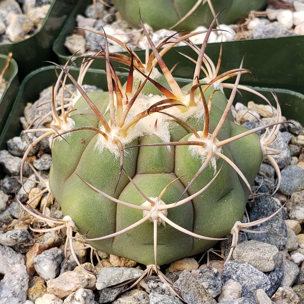Gymnocalycium tomina