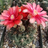 Gymnocalycium baldianum ‘Dwarf Chin Cactus’