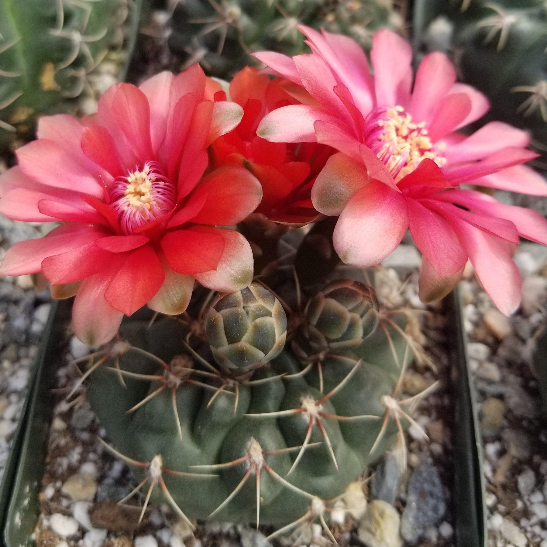 types of gymno cactus Shop 'Gymnocalycium baldianum – Dwarf Chin Cactus' Care and Growing Guide| Planet Desert