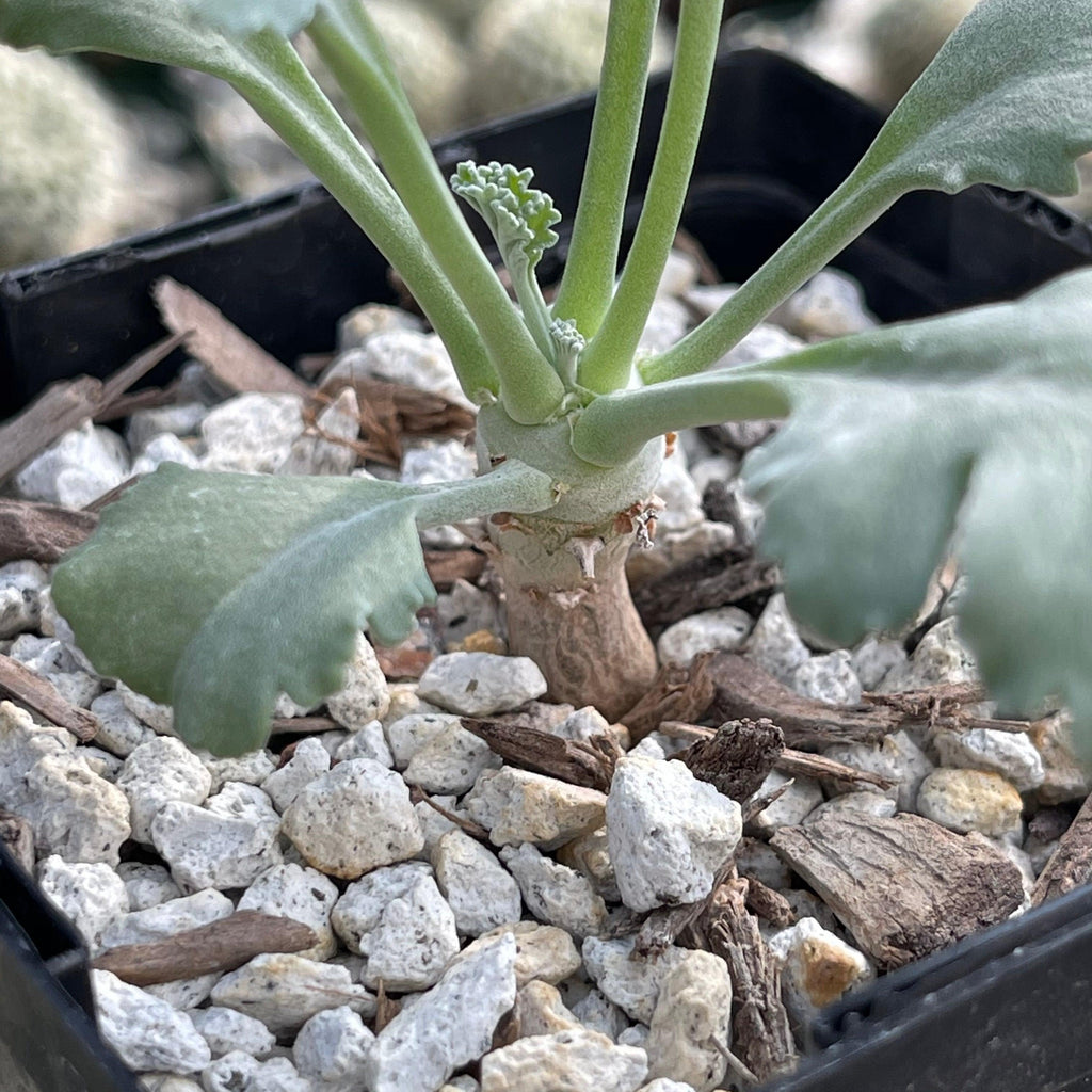 Pelargonium klinghardtense