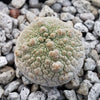 Pseudolithos harardheranus