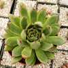 Echeveria agavoides