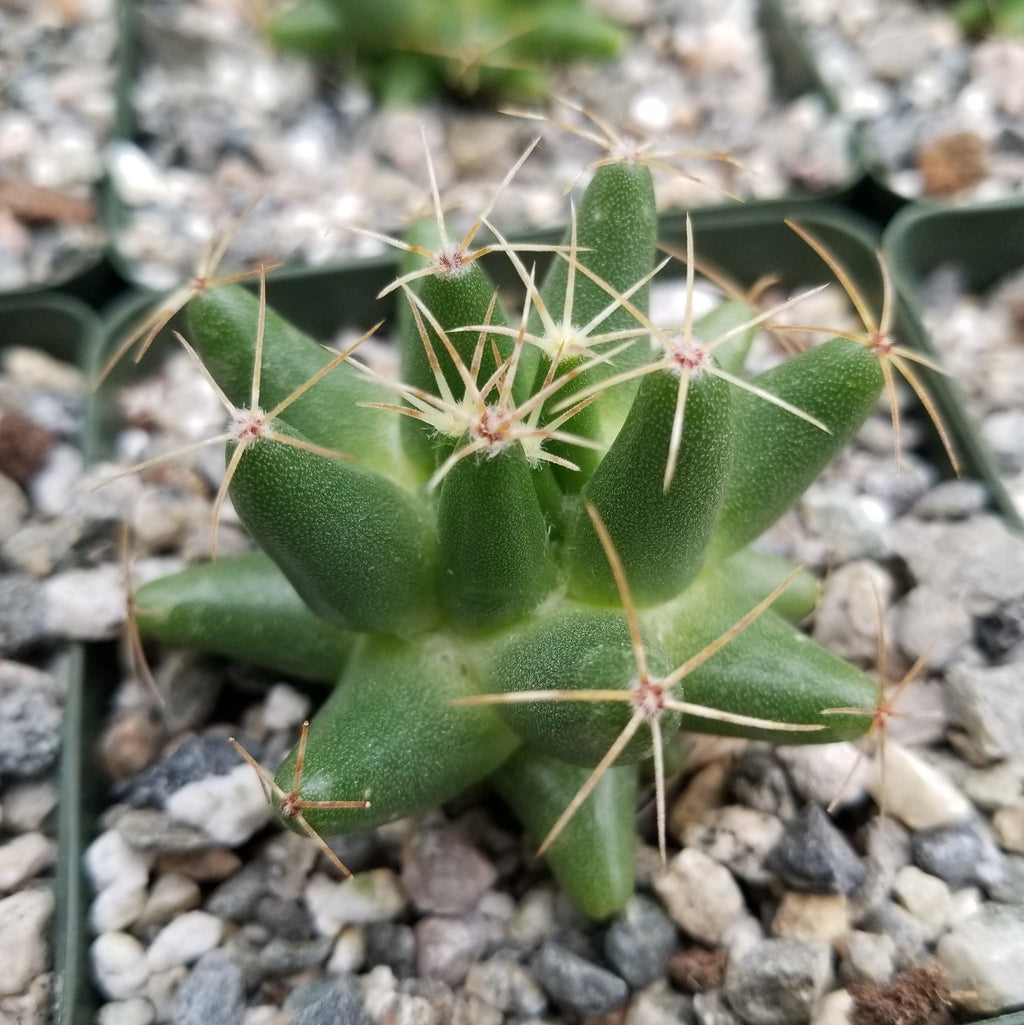 Mammillaria uberiformis