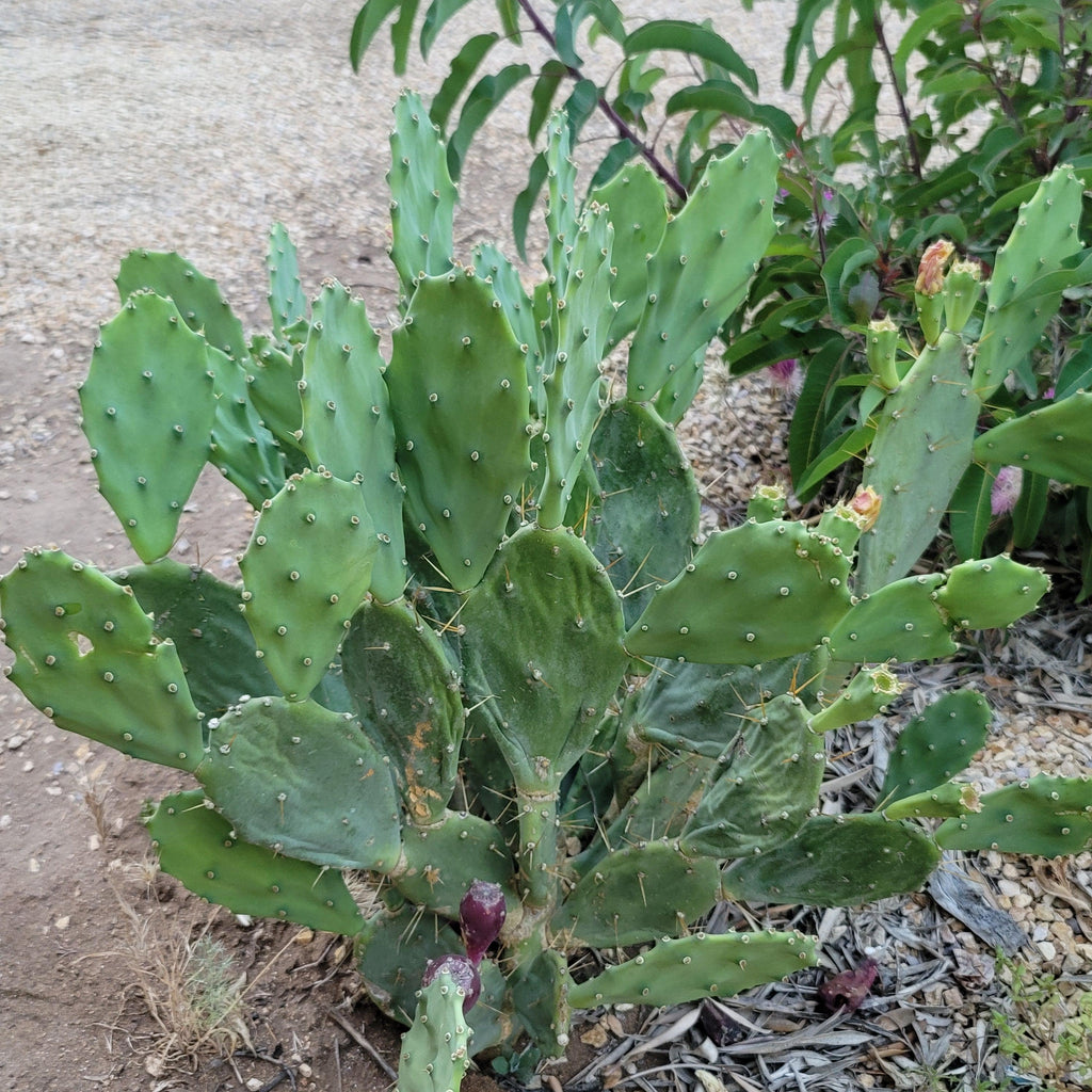 Opuntia Desert Ace Pad